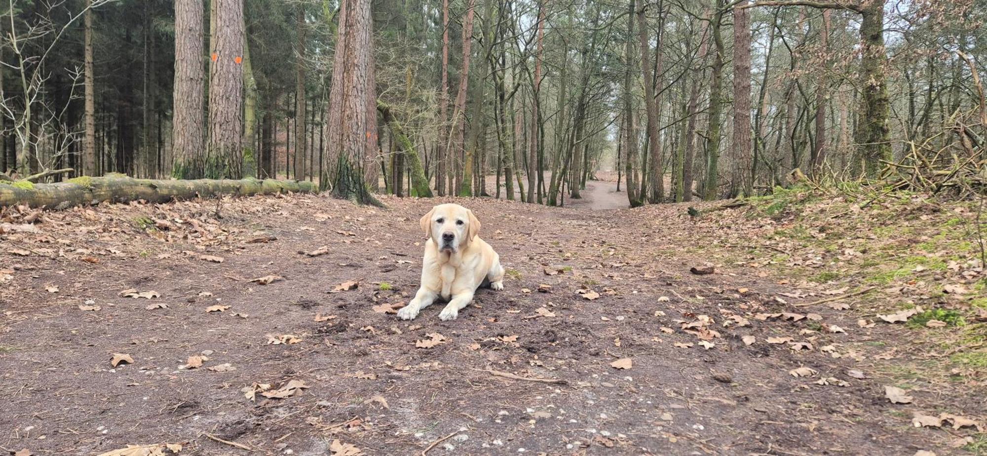 Het Veluwse Boshuisje Knus Chalet Met Omheinde Tuin Op De Veluwe Hoenderloo Eksteriør bilde