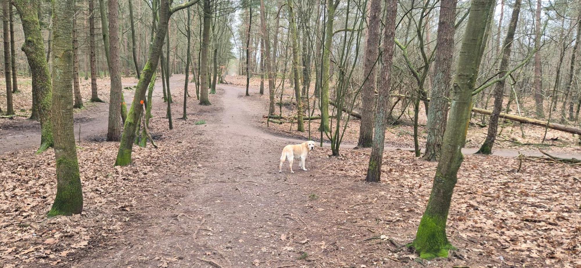 Het Veluwse Boshuisje Knus Chalet Met Omheinde Tuin Op De Veluwe Hoenderloo Eksteriør bilde